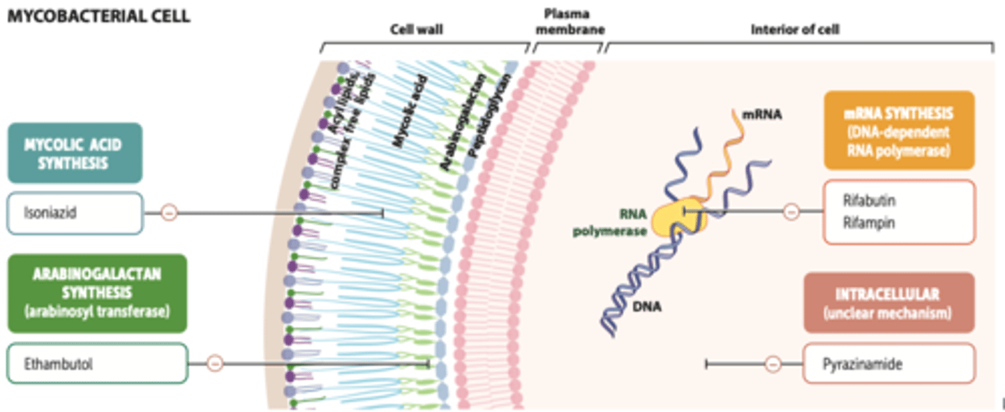 <p>- MOA: inhibits arabinosyl transferase, impairing mycobacterial cell wall synthesis</p><p>- PK: adjust dose in renal impairment</p><p>- toxicity: retrobulbar neuritis (frequent and serious)</p><p>> signs: blurred vision, central scotomata, R-G color blindness; report any visual changes</p><p>> dose and duration dependent</p><p>- DDI: aluminum salts decrease absorption</p>