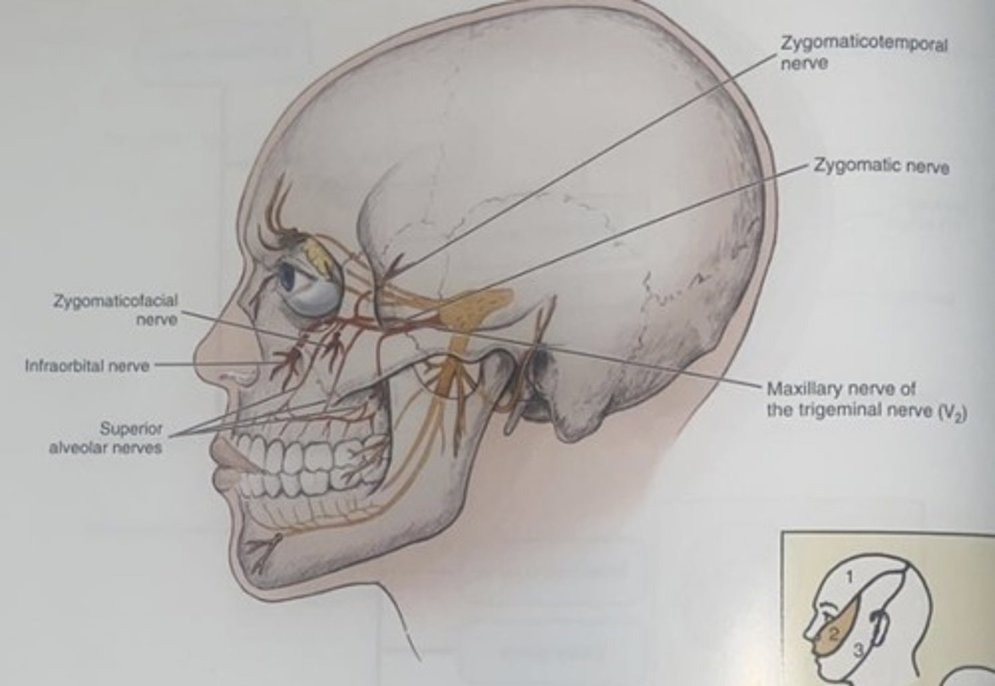 <p>passes through zygomaticofacial foramen to supply skin of the lateral side of the cheek</p>