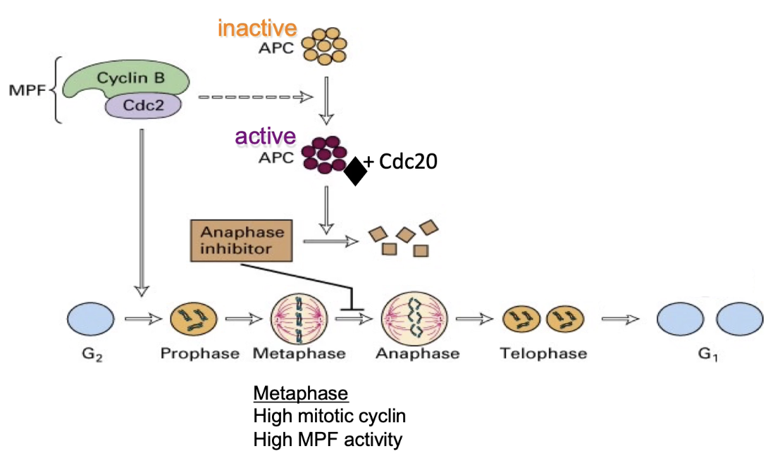 <ul><li><p>By <strong>APC-Cdc20</strong></p></li><li><p>Cdc20 acts as <strong>specificity factor</strong> for APC</p></li></ul><p></p><p><strong>Additional note</strong></p><ul><li><p><strong>APC subunit</strong> is phosphorylated by <strong>CyclinB-CDK</strong>, prepping for anaphase</p></li></ul><p></p>
