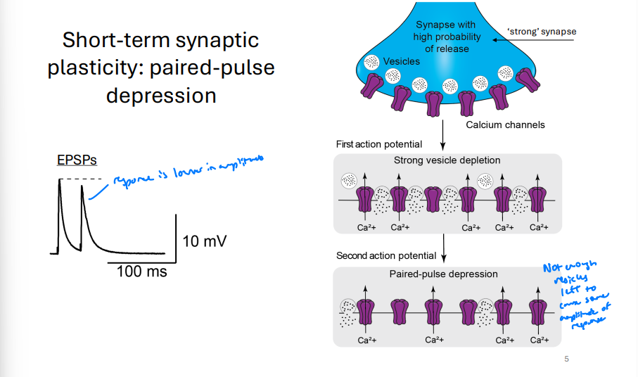 <ul><li><p>First AP occurs, and all voltage gated calcium channels are activated</p></li><li><p>Most vesicles are release from presynaptic terminal</p></li><li><p>Second AP occurs and there is less available Neurotransmitter</p></li></ul><p></p>