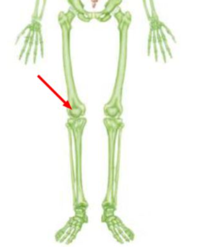 The bone indicated on the figure is the