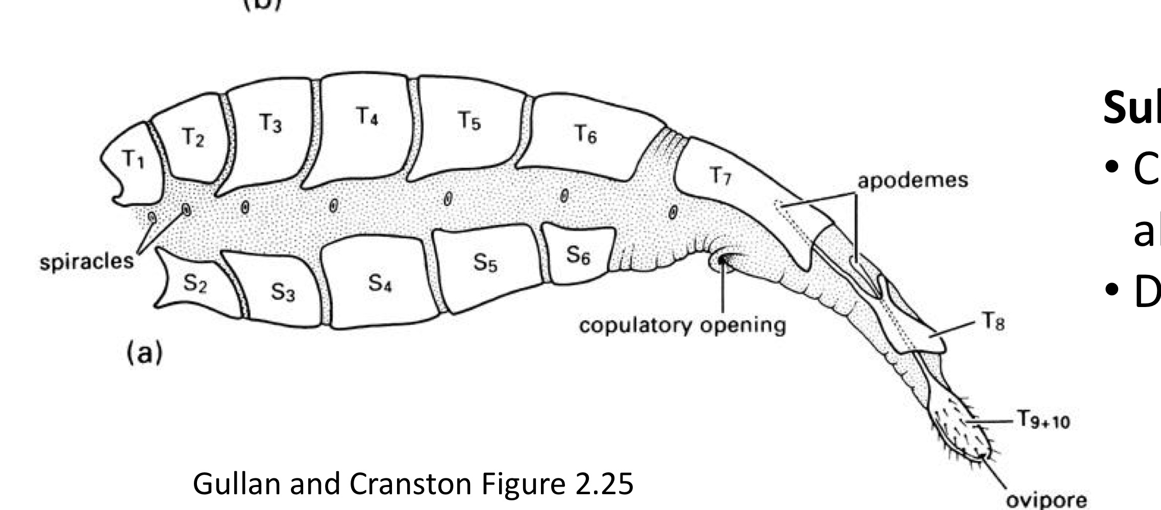 <p>Composed of extensible posterior abdominal segments, derived convergently several times, in Lepidoptera, Coleoptera, Diptera, Terminalia is telescopic, Manipulated by muscles attached to apodemes</p>