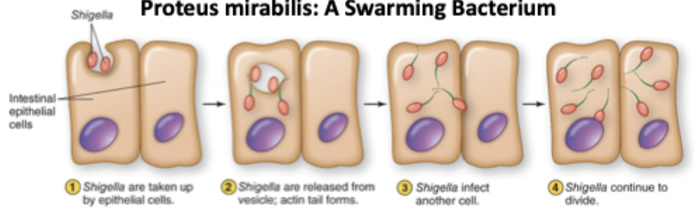 <p>Cells invade a host cell, polymerize actin to form actin tails, and then propel themselves into adjacent host cells to invade</p>