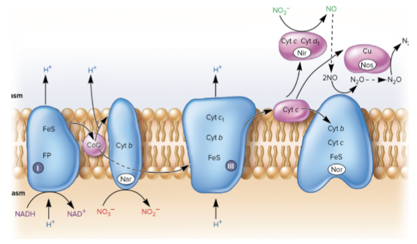 <p>Consequence of using alternate electron acceptor</p>