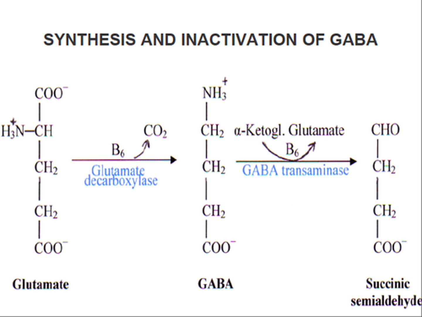 <p>GABA-transaminase (GABA-T)</p>