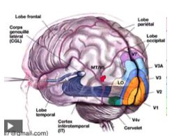 <ul><li><p>•<span> </span>Primary visual cortex BA 17</p></li><li><p>•<span> </span>Secondary Visual cortex BA 18</p></li><li><p>•<span> </span>associative visual areas BA 19</p></li></ul>