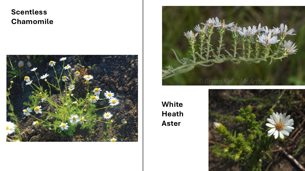 <p>This is the invasive scentless chamomile. A native lookalike is the white heath aster.</p><p>Scentless chamomile</p><p>Leaves</p><ul><li><p>very finely divided leaves </p></li></ul><p></p><p>White heath aster </p><p>Leaves</p><ul><li><p>linear leaves with spines at the tip</p></li></ul><p></p>