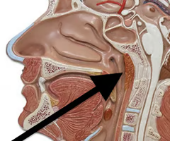 <p><span><span>in posterior wall of nasopharynx</span></span><br><span><span>when enlarged, termed adenoids</span></span></p>
