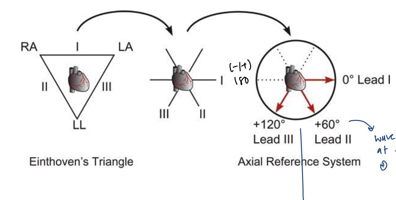 <ul><li><p>three limbs of&nbsp;Einthoven’s triangle broken apart, collapsed, and superimposed over the heart</p></li></ul><p></p>