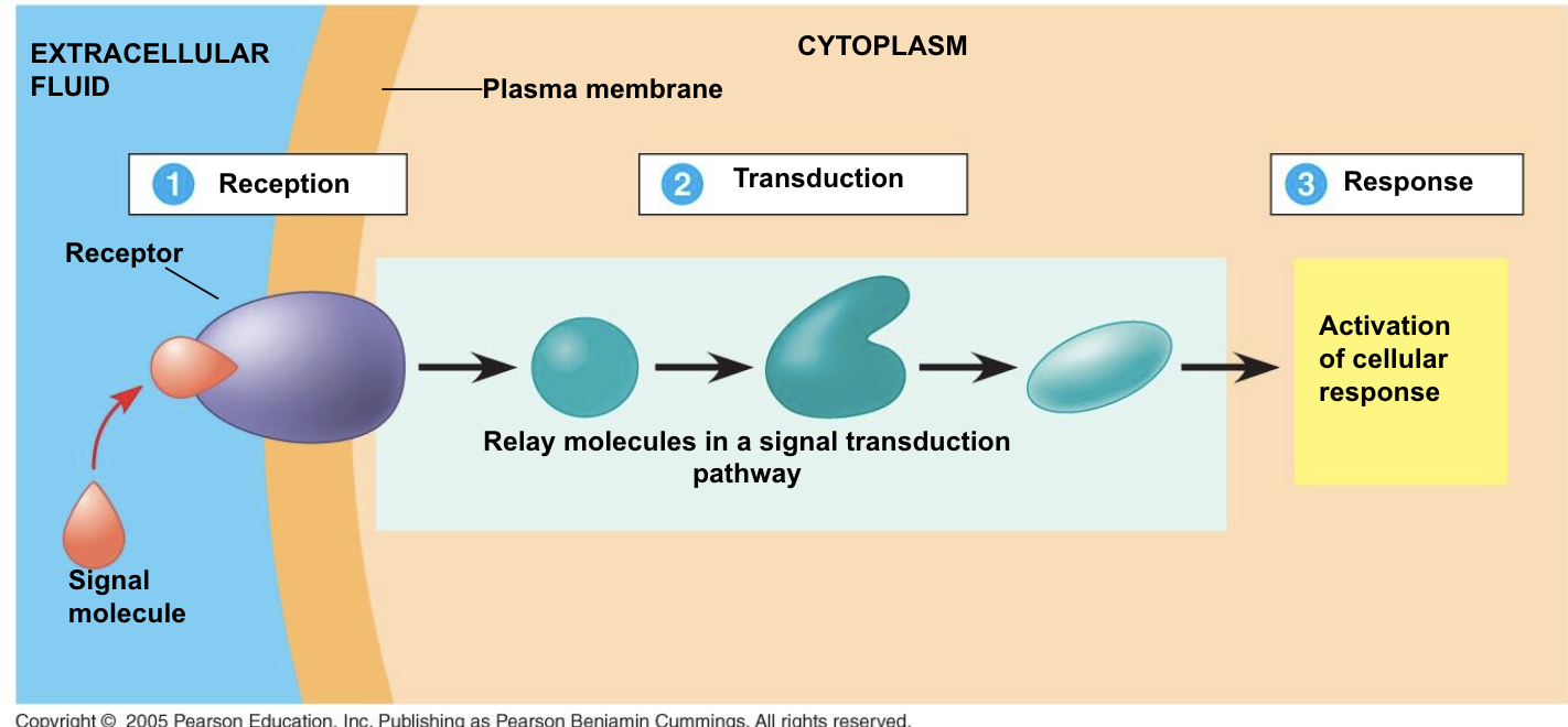 <p>How does cell signaling work?</p>