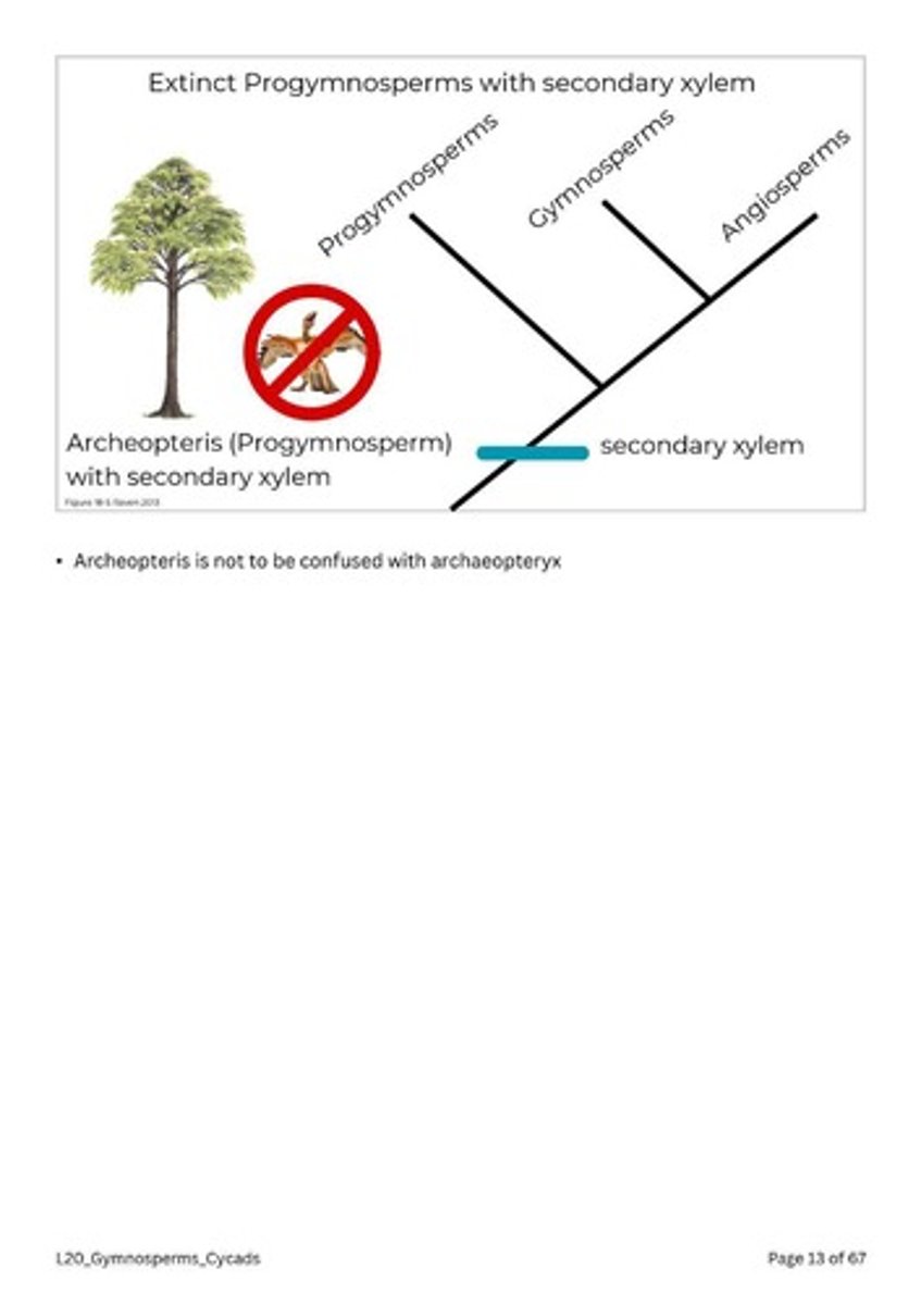 <p>It is an extinct progymnosperm that had secondary xylem and is a precursor to modern gymnosperms.</p>