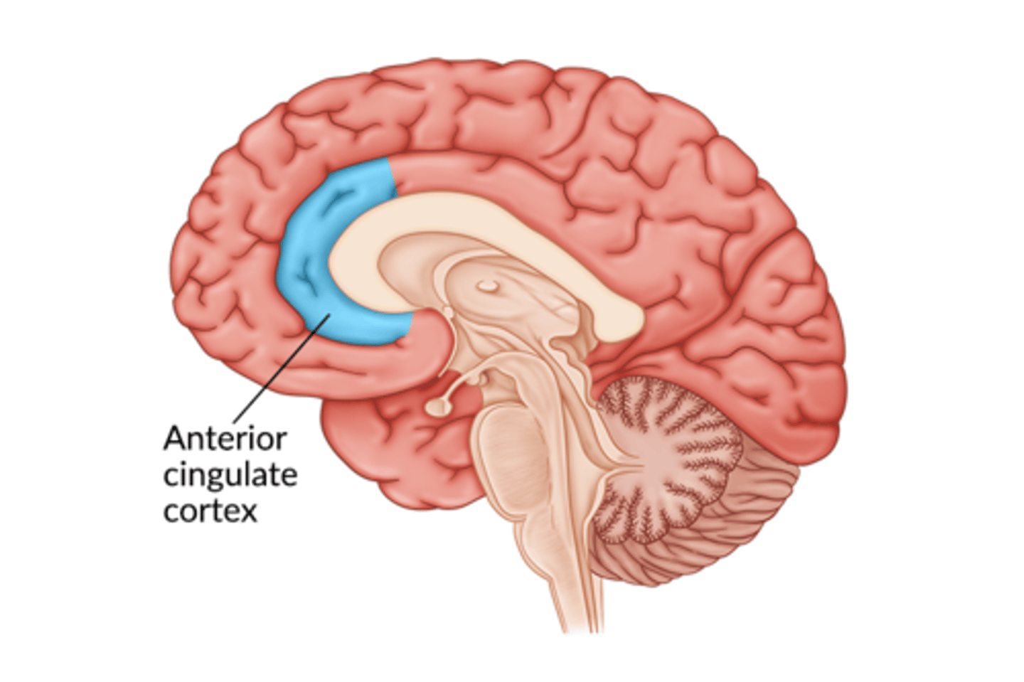 <p>- forms "collar" around front part of corpus callosum</p><p>- functions: integrates cognitive and affective information; awareness and processing of conflicting information; selective attention; pain perception; impulse control</p>
