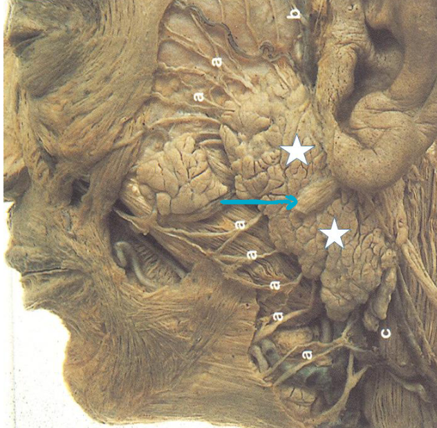 <p>what structure?</p>
