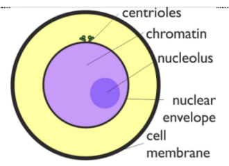 <ul><li><p>No chromosomes visible</p></li><li><p>DNA, histones &amp; centrioles are all replicated</p></li></ul><p></p>