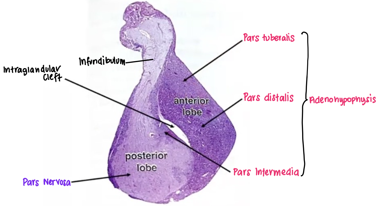 <ul><li><p><span style="color: blue;"><strong>Neurohypophysis</strong></span><strong> </strong>(<em>diencephalan floor</em>) </p></li><li><p><span style="color: red;"><strong>Adenohypophysis</strong></span><strong> </strong>(<em>Rathke’s pouch</em>) </p></li></ul><p></p>