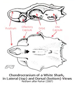 <p>A hollow, enclosing structure that surrounds or protects organs (cartilaginous or bony)&nbsp;</p>