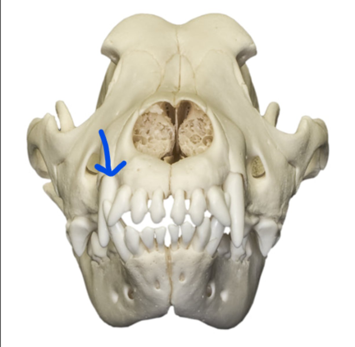 term image