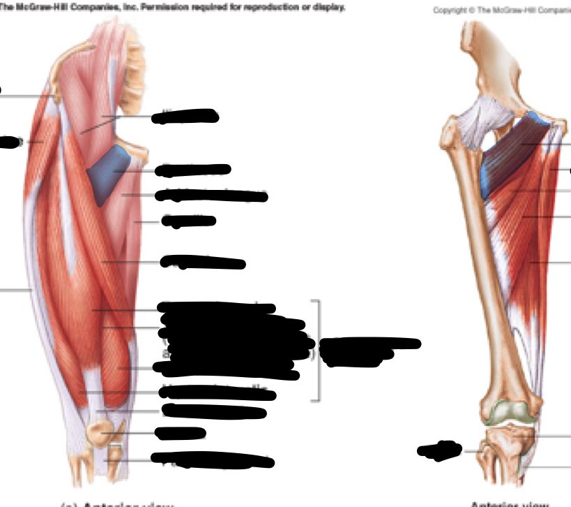 <p>Name, origin, insertion, innervation</p>