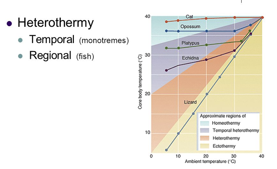 <p>Heterothermy (The in-between strategy)</p>