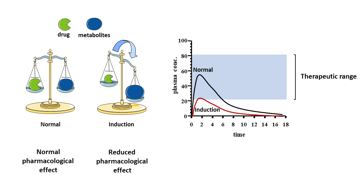 <ul><li><p>Metabolized faster</p></li><li><p>Increased Drug Clearance</p></li><li><p>reduced drug plasma levels</p></li><li><p> shorter drug action.   </p><p><br></p></li></ul><p></p>