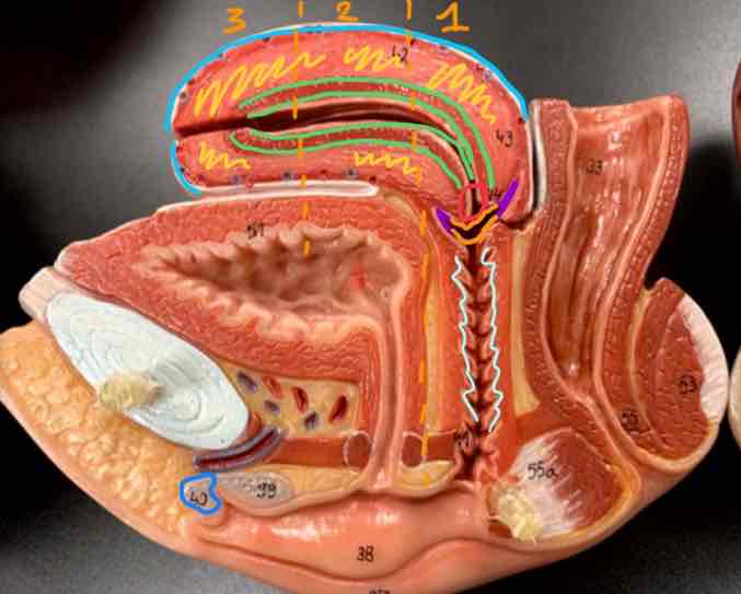 <p>Orange (2); <span>Uterus</span></p>