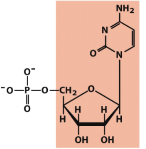 <p>what is the nucleotide name?</p>