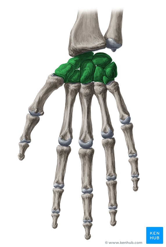 <p>Hand joint 4</p>