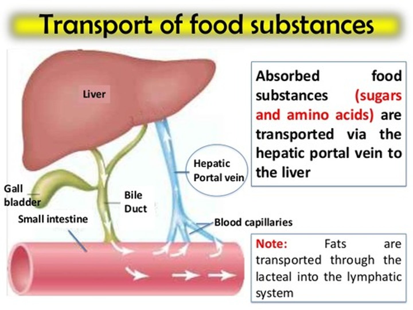 <p>(1) Sugars - sugars are broken down into mono- and disaccharides and are transported from enterocytes directly into capillaries that lead directly to the liver.</p><p>(2) Proteins - proteins are broken down into amino acids and are transported from enterocytes directly into capillaries that lead directly to the liver.</p><p>(3) Fats - as mentioned in the previous cards, they will be packaged into chylomicrons and then travel through the lymphatic system to the veins of the bloodstream. From there, they will enter arteries and finally capillaries where they will get broken down. The leftovers known as chylomicron remnants will then get transported to the liver.</p>