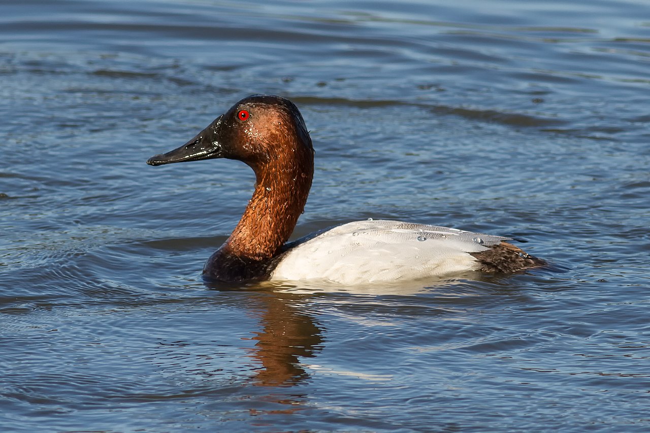 <p>Canvasback</p>