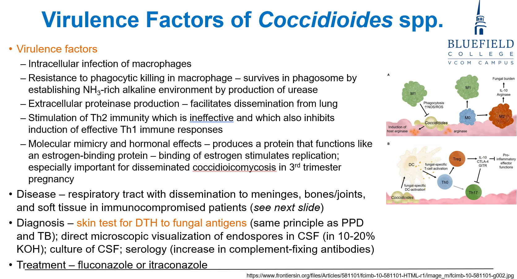 <p>C. Urease production raising phagosome pH<br></p><p><em>Coccidioides</em> <strong>survives in macrophages</strong> by using <strong>urease</strong> to <strong>neutralize acidic phagosome</strong>.</p>