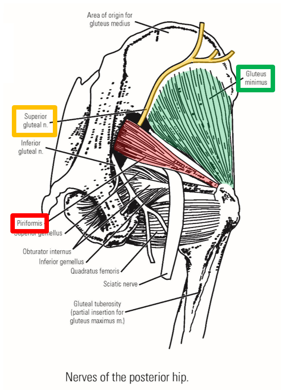 <p><span><strong><em><span>Superior gluteal nerve</span></em></strong></span></p><p><span><span>–From </span><u><span>sacral plexus</span></u></span></p><p><span><span>–Exits pelvis through </span><strong><em><span>greater sciatic foramen</span></em></strong></span></p><ul><li><p><span><span>Emerges at </span><u><span>superior margin of piriformis muscle</span></u></span></p></li></ul><p><span><span>–Supplies </span><u><span>gluteus medius</span></u><span>, </span><u><span>gluteus minimus</span></u><span>, and </span><u><span>tensor fasciae latae</span></u><span> muscles</span></span></p><ul><li><p><span><span>Runs laterally, passing deep to m. gluteus medius (between gluteus medius and gluteus minimus)</span></span></p></li></ul><p><span><strong><em><span>Inferior gluteal nerve</span></em></strong></span></p><p><span><span>–From </span><u><span>sacral plexus</span></u></span></p><p><span><span>–Exits pelvis through </span><strong><em><span>greater sciatic foramen</span></em></strong></span></p><ul><li><p><span><span>Emerges at </span><u><span>inferior margin of piriformis muscle</span></u></span></p></li></ul><p><span><span>–Supplies m. </span><u><span>gluteus maximus</span></u><span> only</span></span></p>