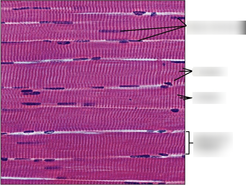 <p>location and function of skeletal muscle cells?</p>