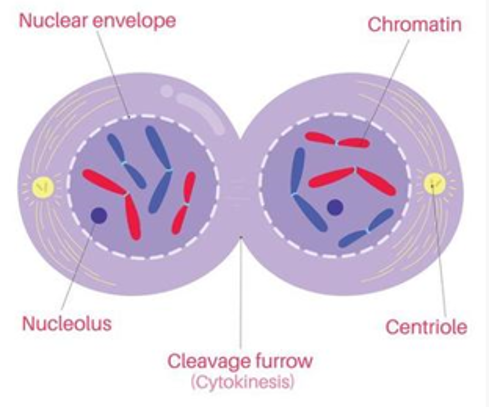 <p>-Nuclear membranes form around the chromosomes.</p>