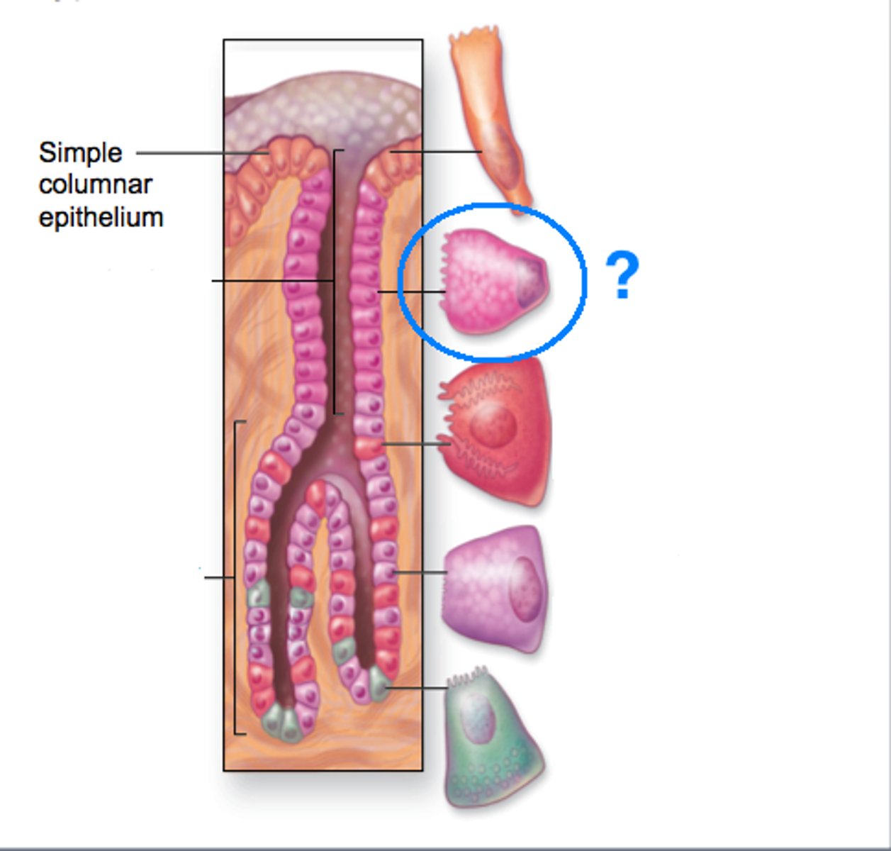 <p>secretes mucus</p>