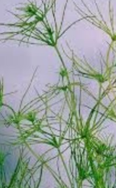 <p>(frw [brw] benthic)</p>