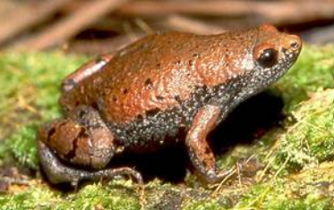 <p>Gastrophryne carolinensis</p>