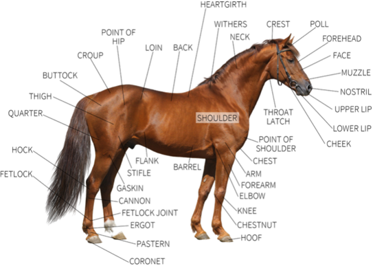 horse external anatomy