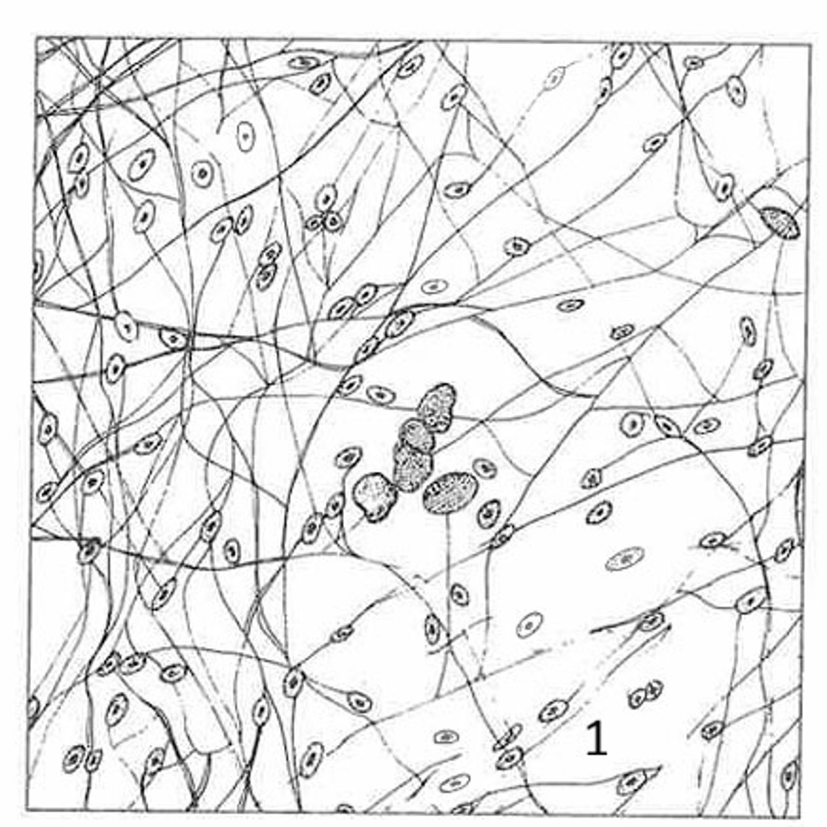 <p>what is the name of this tissue?</p>
