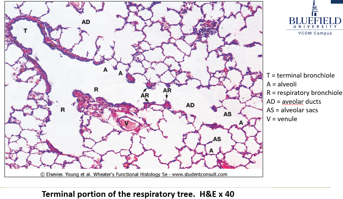 <p>They have <strong>alternating conducting and respiratory linings</strong>.</p>