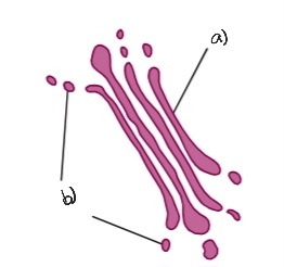 Label the following diagram of the Golgi apparatus