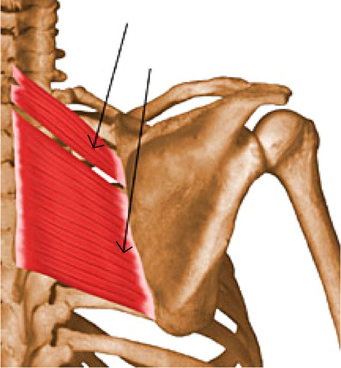 <p>spinous processes of vertebrae C7-T5</p>
