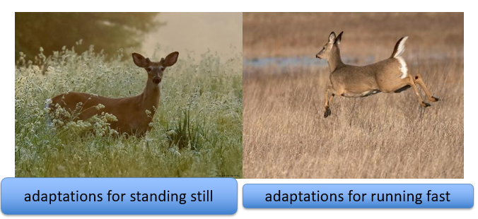 <p>-it acts on phenotype of entire individual </p><p>-an adaptation may be a ācompromiseā in form due to competing needs </p>