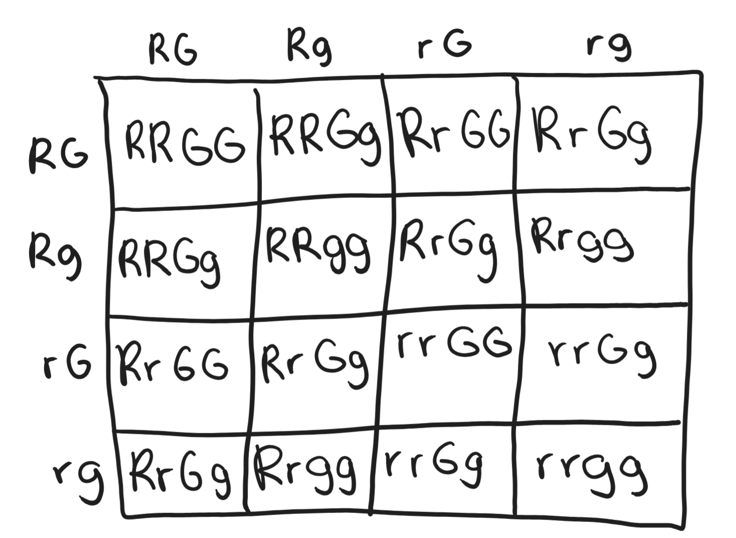 <ul><li><p>Phenotypic ratio of 9:3:3:1 (9 round and yellow seeds, 3 round and green seeds, 3 wrinkled and yellow seeds, 1 wrinkled and green seed)</p></li></ul><p></p>