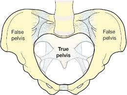 <p>Pelvic space that contains pelvic viscera; bounded by the pelvic brim; inlet and outlet; separates from the false pelvis by the brim.</p>