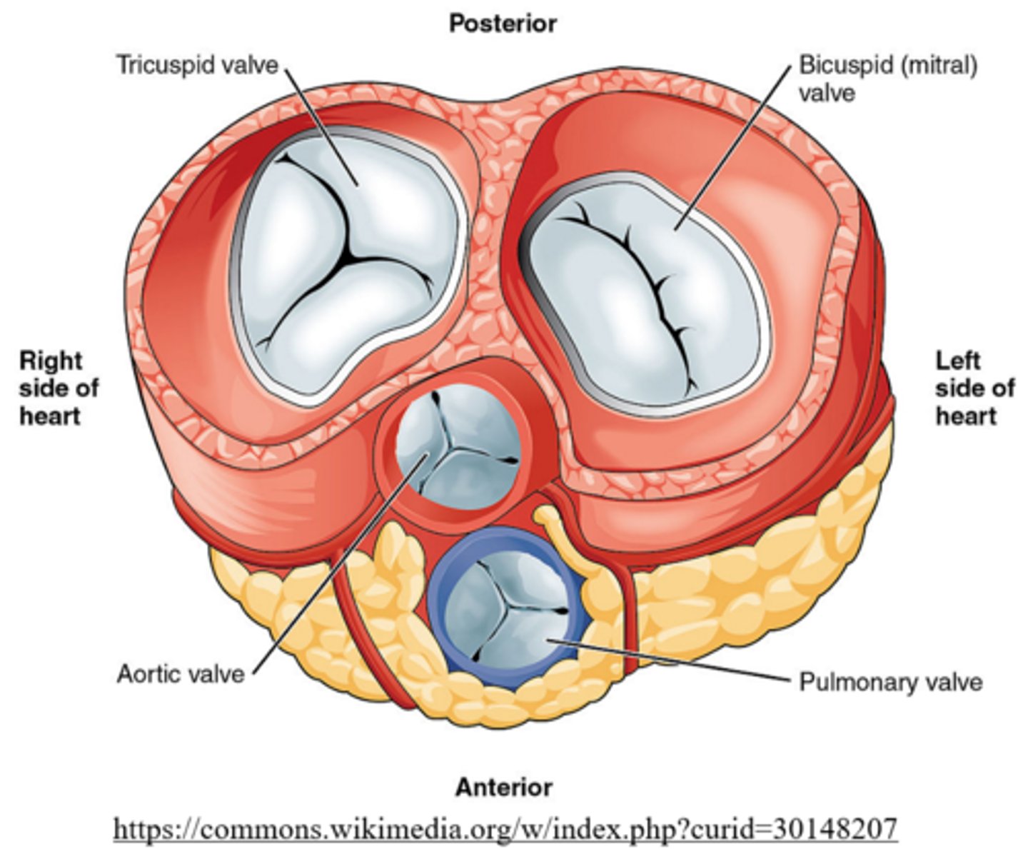 <p>tricuspid valve; it has three cusps (flaps)</p><p>Mnemonic: The Right AV valve = TRicuspid valve</p>