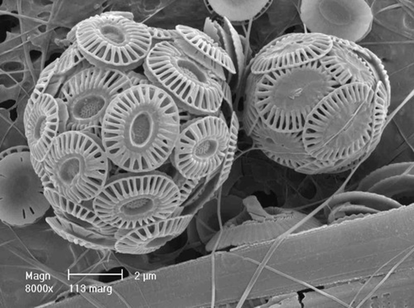 <p>microscopic algae with calcium carbonate shells, form the base of many marine food webs</p><p>Eaten by:</p><p>. smaller fish</p><p>. zooplankton</p>