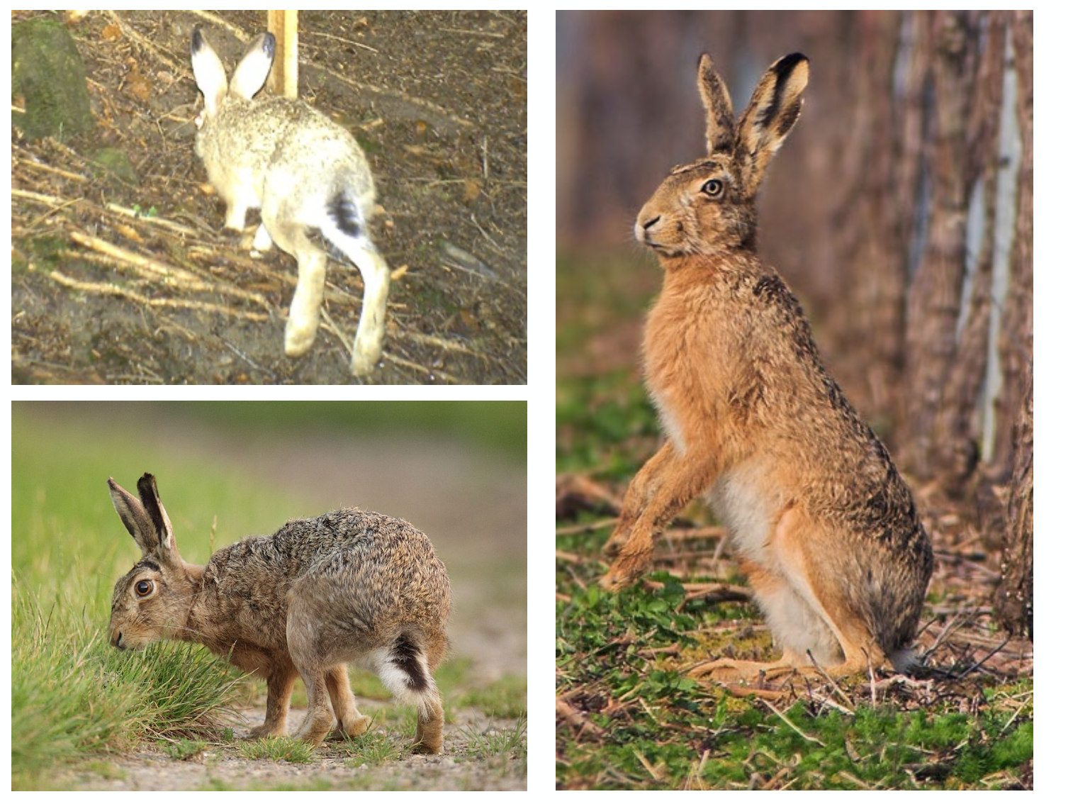 <p><strong>Biologie</strong></p><p class="p1"><span style="line-height: normal;"><span>− </span></span>Pflanzenfresser: Gräser und Kräuter, im Winter auch Äste und Borke</p><p class="p1"><span style="line-height: normal;"><span>− </span></span>dämmerungs- und nachtaktiv</p><p class="p1"><span style="line-height: normal;"><span>− </span></span>nicht-territorial und gesellig, in Ruhephasen verhalten sich die Tiere einzelgängerisch</p><p class="p1"><span style="line-height: normal;"><span>− </span></span>Fortpflanzung: Febr. – Okt., 1-7 Würfe (im Durchschnitt 5 Würfe) pro Jahr mit 2-4 Jungen, Nestflüchter</p><p class="p1"><strong>Vorkommen</strong></p><p class="p1"><span style="line-height: normal;"><span>− </span></span>Ganze Schweiz, von Tieflagen bis mittlere Höhenlagen</p>