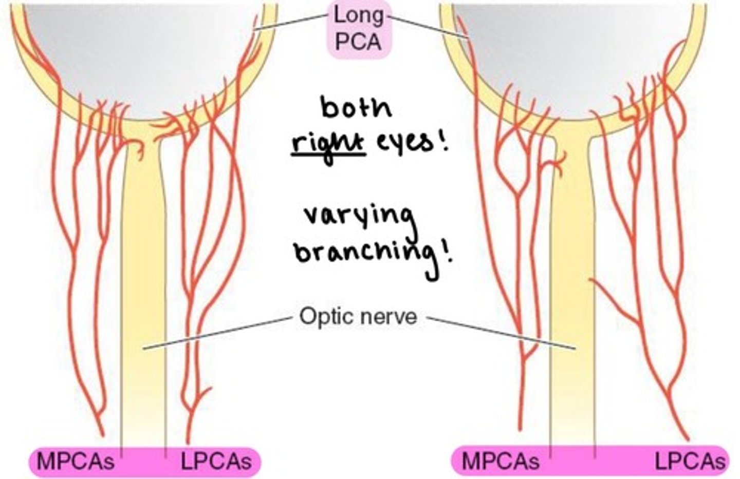 <p>the major blood supply to the globe.</p><p></p><p>branches into <strong>Long &amp; Short PCAs</strong></p><p>→ can have variable branching</p>