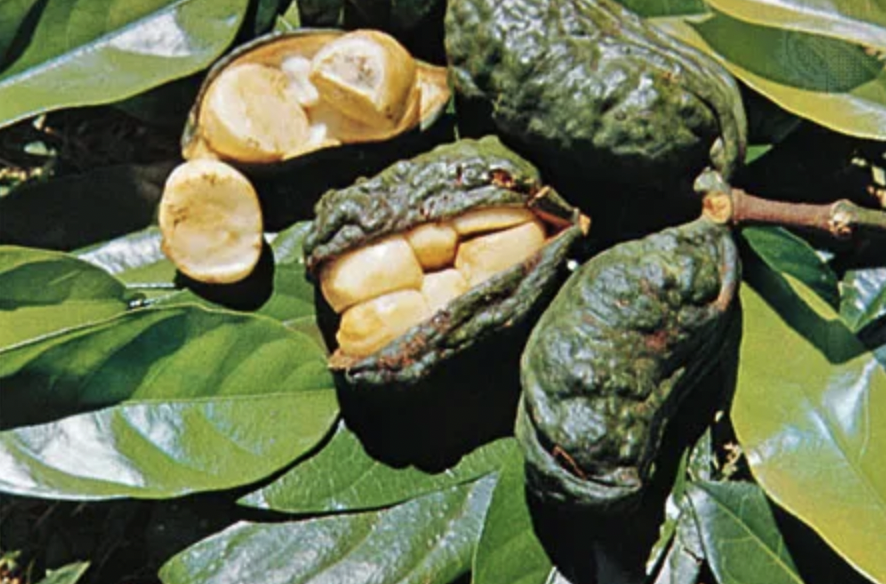 a kola nut