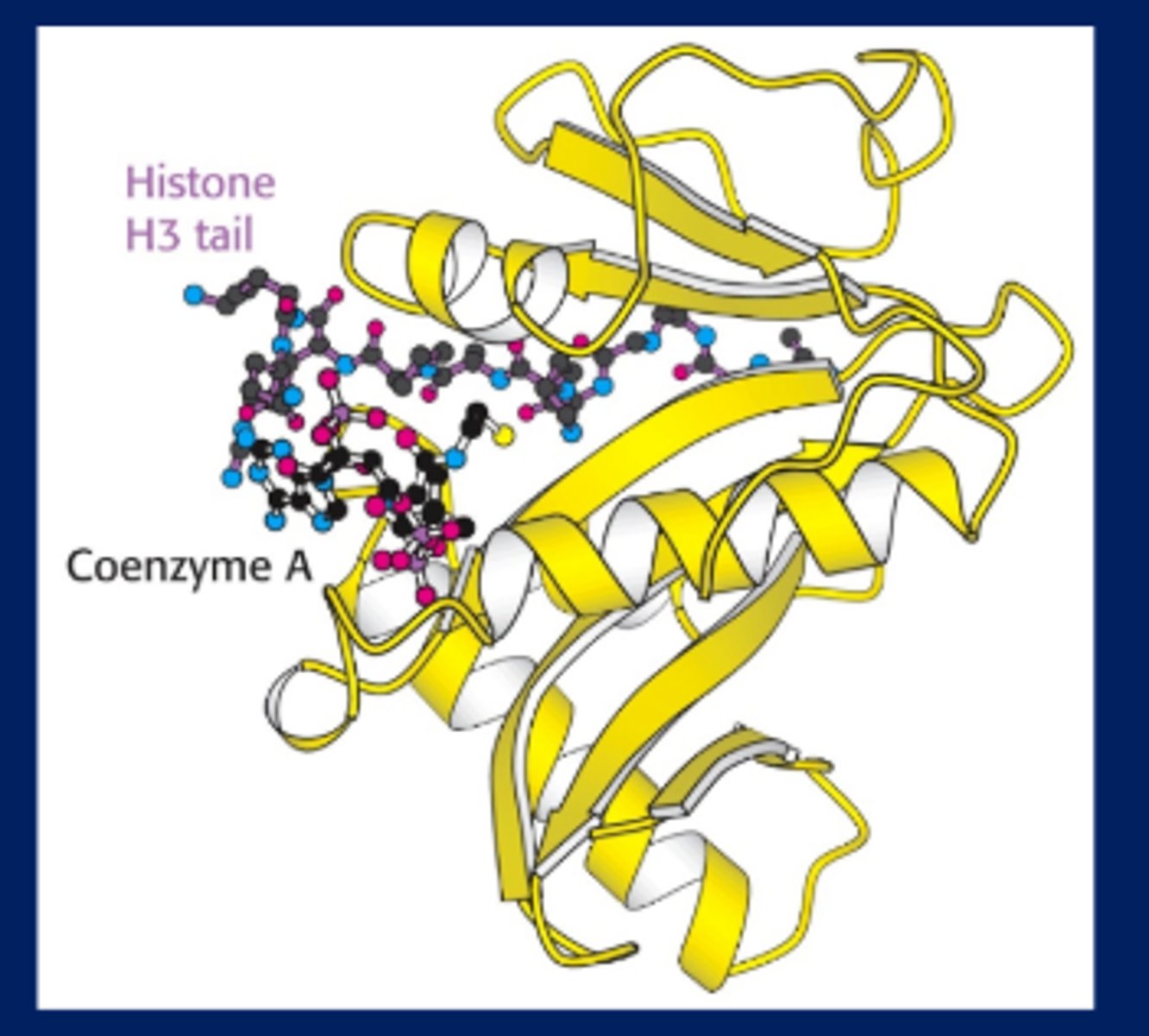 <p>-Histone acetylation activates transcription</p><p>-Acetylation of histone: HistoneH3-Lysine + Acetyl CoA ---histone acetyl transferase--->acetylated-histone H3, opens up chromatin for transcription</p><p>-Condensed chromatin=deacetylated</p><p>-Add acetyl group to lysine, chromatin opens up so transcription can occur</p>